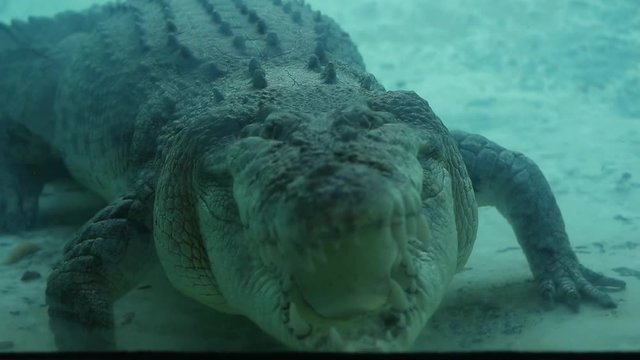 Extreme close-up low-angle underwater front still shot of an approaching huge fierce crocodile displaying ferocious teeth as it craws past the viewing glass, Zoo Scene