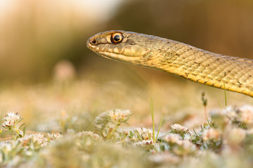 Montpellier snake, Malpolon monspessulanusm, male.