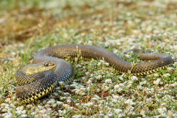 Montpellier snake, Malpolon monspessulanusm, male.