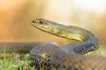 Montpellier snake, Malpolon monspessulanusm, male.