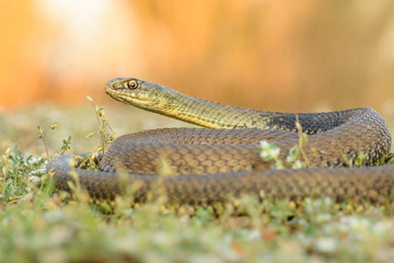 Montpellier snake, Malpolon monspessulanusm, male.