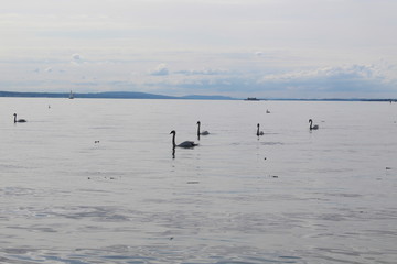 Swan on lake Konstanz 