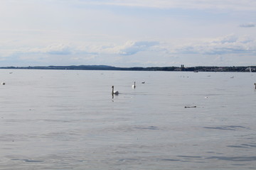 Swan on lake Konstanz 