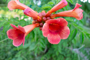 Campsis flower blossoming in a garden