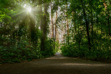 Sun shines into Forest background. Road to the forest. © Kryuchka Yaroslav