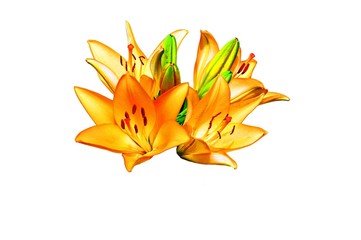 Fototapeta na wymiar Orange lily flower on a background of green leaves of lilies