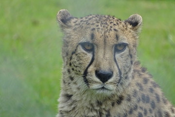 Beautiful cheetah at the zoo