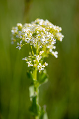 closeup of a flower