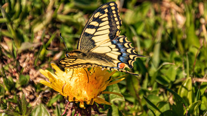Macro of a beautiful swallowtail butterfly