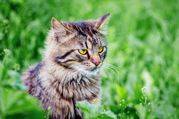 Naklejka na ściany i meble Portrait of a gray striped cat close-up of a green grass background_