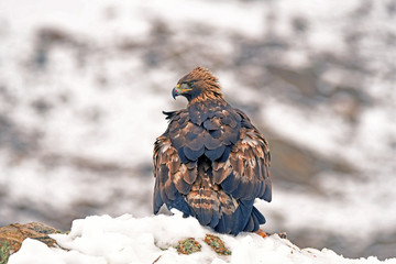 An adult royal eagle poses on a rock