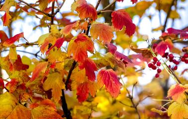 The background of yellow and red leaves guelder rose  in sunny weather_