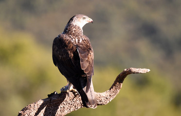 A Bonelli's Eagle poses with the prey