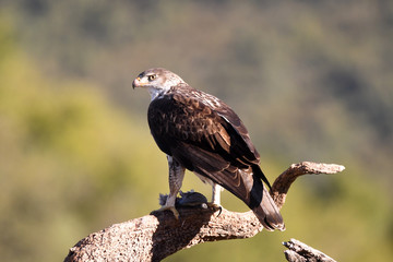 A Bonelli's Eagle poses with the prey