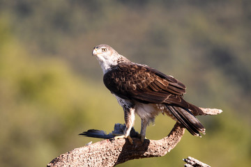 A Bonelli's Eagle poses with the prey