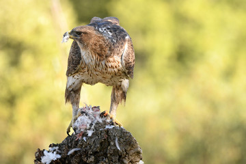 A Bonelli's Eagle poses with the prey