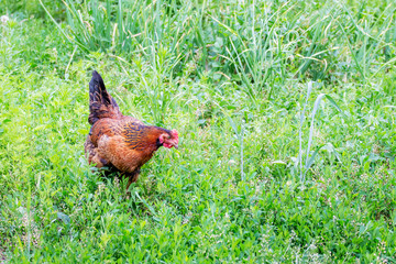 Brown chicken is looking for food in the garden of the farm among the thick grass. Copy space_