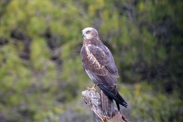 kites, buzzards and lagoons in the field