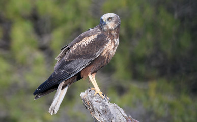 kites, buzzards and lagoons in the field