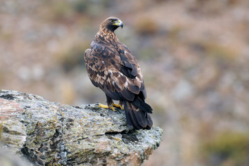 An adult royal eagle poses on a rock