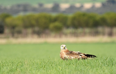 kites, buzzards and lagoons in the field