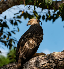 hawk eagle in yala national park Sri Lanka