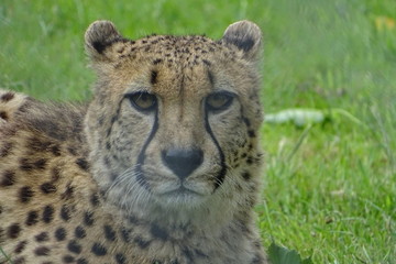 Beautiful cheetah at the zoo