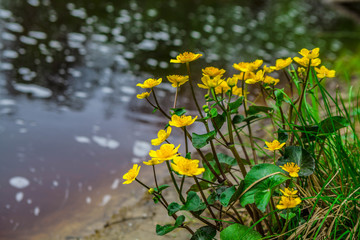 Yellow flower grows on the river bank