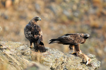 An adult royal eagle poses on a rock