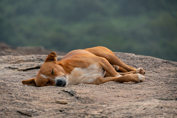 dog in Sri Lanka sleeping 