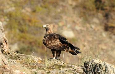 An adult royal eagle poses on a rock