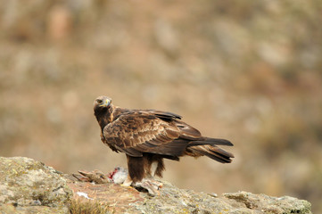 An adult royal eagle poses on a rock