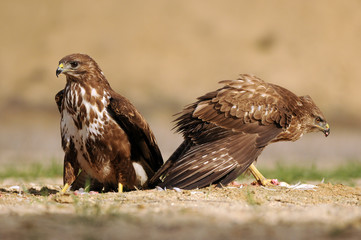 kites, buzzards and lagoons in the field