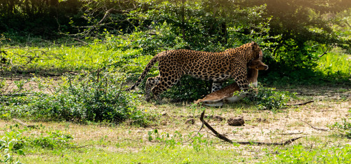 Leopard in Yala National park carrying a deer in his mouth right after the hunt - Powered by Adobe