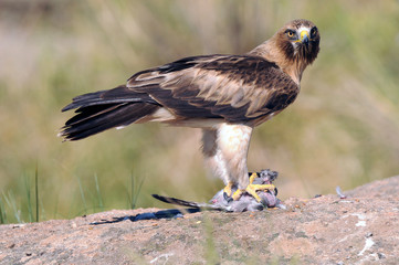 An eagle walkway with a dam in the field