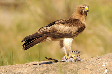 An eagle walkway with a dam in the field