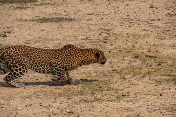 leopard on the move before the hunt