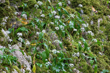 Small white flowers on a stone cliff. Allium ursinum, known as wild garlic, ramsons, buckrams, broad-leaved garlic, wood garlic, bear leek or bear's garlic.