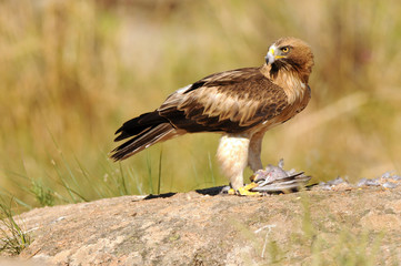 An eagle walkway with a dam in the field
