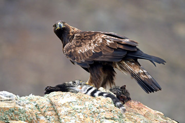 An adult royal eagle poses on a rock