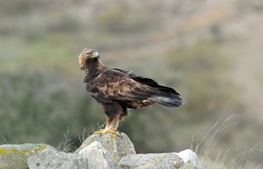 An adult royal eagle poses on a rock