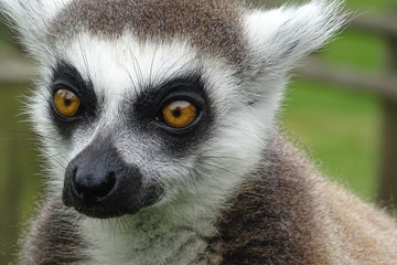 Cute meerkats at the zoo