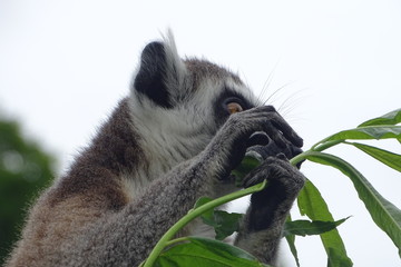 Cheeky ring-tailed lemur eating at the zoo