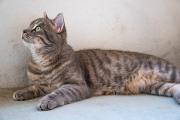 cat enjoying life on the balcony