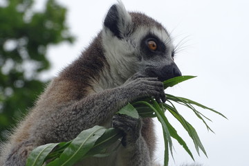Cheeky ring-tailed lemur eating at the zoo © Christopher Keeley
