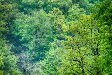 Thick green forest on the hillside. Spring colors in the mountain forest.
