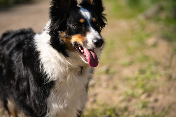 portrait of a dog