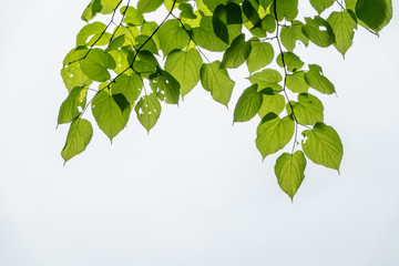 Green leaves of linden Tilia dasystyla on a white background
