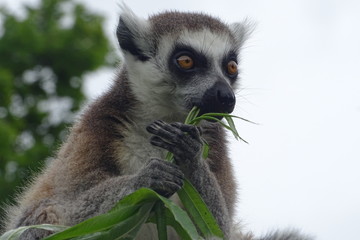 Cheeky ring-tailed lemur eating at the zoo
