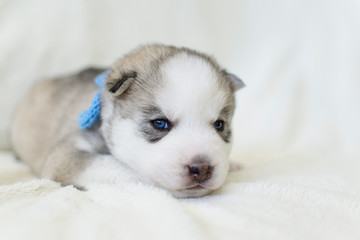 Very cute little siberian husky puppy on a light background